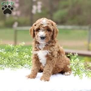Carter, Mini Goldendoodle Puppy